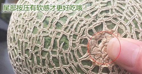 网纹瓜玫珑瓜怎么吃,网纹瓜与玫珑瓜的多样食法探索-第2张图片-国产精品黑料吃瓜网曝