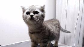 阔喵吃瓜,揭秘娱乐圈那些不为人知的幕后故事-第1张图片-国产精品黑料吃瓜网曝