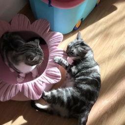 阔喵吃瓜,揭秘娱乐圈那些不为人知的幕后故事-第2张图片-国产精品黑料吃瓜网曝