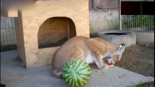 凶兽吃瓜,揭秘神秘生物的奇异食性-第1张图片-国产精品黑料吃瓜网曝