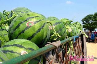 吃爆瓜有秘密基地,探寻幕后故事与神秘世界-第2张图片-国产精品黑料吃瓜网曝