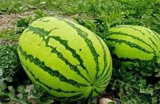 酒吧吃的瓜是什么瓜,揭秘“吃瓜群众”的瓜中奥秘-第2张图片-国产精品黑料吃瓜网曝