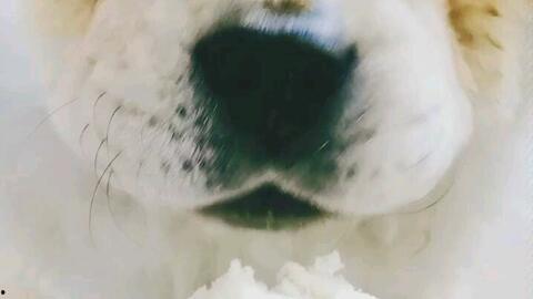 钢镚儿吃瓜,揭秘娱乐圈背后的秘密与真相-第1张图片-国产精品黑料吃瓜网曝