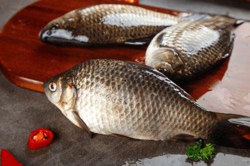 鲫鱼吃小白瓜吗,探究鱼儿饮食之谜-第1张图片-国产精品黑料吃瓜网曝