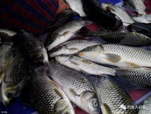 鲫鱼吃小白瓜吗,探究鱼儿饮食之谜-第3张图片-国产精品黑料吃瓜网曝