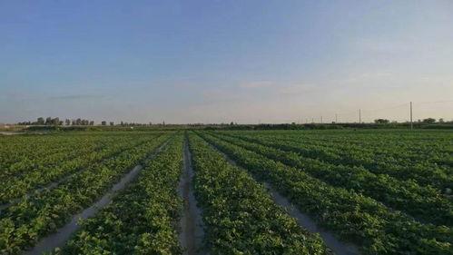 甘肃野外吃瓜,一场别开生面的夏日食趣之旅-第1张图片-国产精品黑料吃瓜网曝