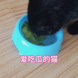 猫咪搞笑吃瓜视频,萌态百出笑翻网友-第3张图片-国产精品黑料吃瓜网曝