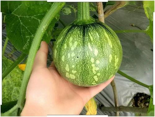 小鑫吃瓜,揭秘娱乐圈那些不为人知的幕后故事-第1张图片-国产精品黑料吃瓜网曝