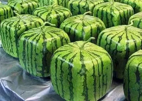 瓜吃瓜的意思,揭秘“吃瓜群众”背后的社会现象-第2张图片-国产精品黑料吃瓜网曝