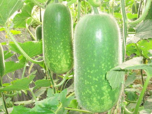 开锁师傅吃大瓜,揭秘锁匠界的神秘故事-第1张图片-国产精品黑料吃瓜网曝