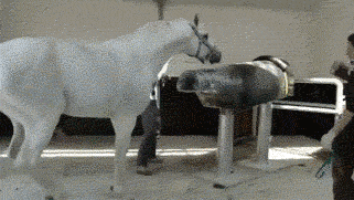 种马吃瓜,揭秘动物界的趣味食趣-第3张图片-国产精品黑料吃瓜网曝