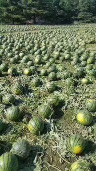 曲阳灵山吃瓜事件,一场引发热议的乡村冲突纪实-第2张图片-国产精品黑料吃瓜网曝