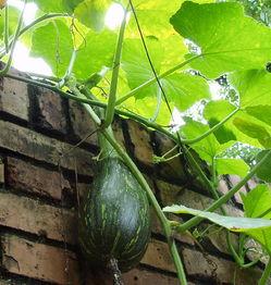 交院东区吃瓜,吃瓜群众的热闹聚集地-第1张图片-国产精品黑料吃瓜网曝