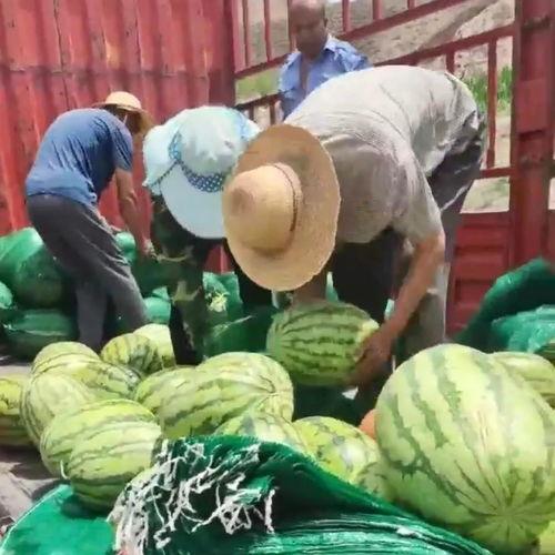 蓝田吃瓜群众,揭秘当地百姓的日常生活与趣闻轶事-第3张图片-国产精品黑料吃瓜网曝