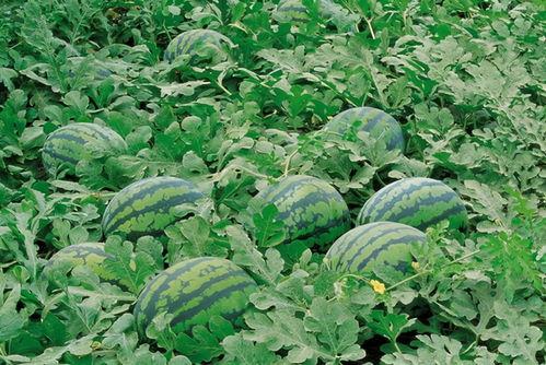 杨毛瓜怎么吃,解锁美味新体验-第2张图片-国产精品黑料吃瓜网曝