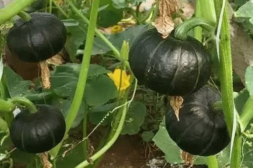 新冠吃贝贝瓜,贝贝瓜成为防疫新宠，助力健康生活-第1张图片-国产精品黑料吃瓜网曝