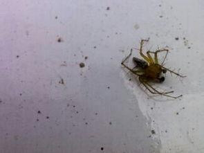 专吃瓜菜叶的飞虫-第1张图片-国产精品黑料吃瓜网曝