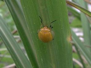 专吃瓜菜叶的飞虫-第2张图片-国产精品黑料吃瓜网曝