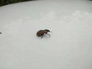 专吃瓜菜叶的飞虫-第3张图片-国产精品黑料吃瓜网曝