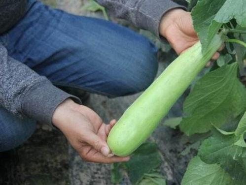 羊角甜蜜瓜吃-第3张图片-国产精品黑料吃瓜网曝