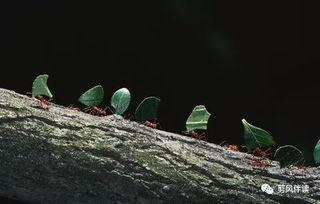 小蚂蚁吃瓜绘画,小蚂蚁的瓜田奇遇记-第1张图片-国产精品黑料吃瓜网曝