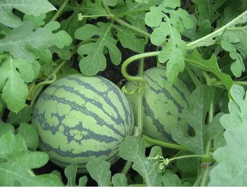 林小新吃瓜,揭秘娱乐圈背后的那些事儿-第2张图片-国产精品黑料吃瓜网曝