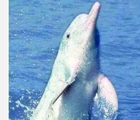 白豚吃瓜-第2张图片-国产精品黑料吃瓜网曝