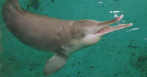 白豚吃瓜-第3张图片-国产精品黑料吃瓜网曝