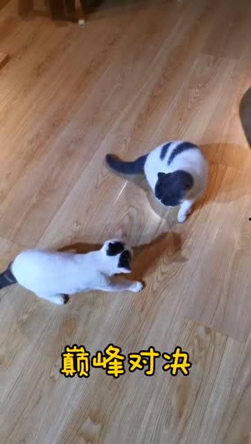 巅峰对决吃瓜观众,吃瓜观众视角下的精彩瞬间-第1张图片-国产精品黑料吃瓜网曝 巅峰对决吃瓜观众,吃瓜观众视角下的精彩瞬间-第1张图片-国产精品黑料吃瓜网曝