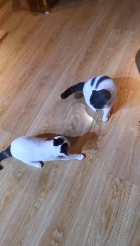 巅峰对决吃瓜观众,吃瓜观众视角下的精彩瞬间-第2张图片-国产精品黑料吃瓜网曝 巅峰对决吃瓜观众,吃瓜观众视角下的精彩瞬间-第2张图片-国产精品黑料吃瓜网曝