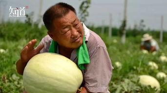 新华区吃瓜,吃瓜群众的热闹日常-第3张图片-国产精品黑料吃瓜网曝