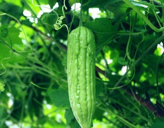 绿色ak吃瓜,深度解析娱乐圈吃瓜事件-第3张图片-国产精品黑料吃瓜网曝