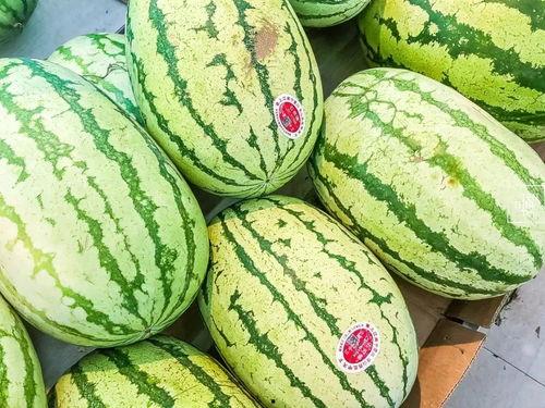 在朝堂吃瓜4,揭秘宫廷中的“吃瓜”文化-第2张图片-国产精品黑料吃瓜网曝