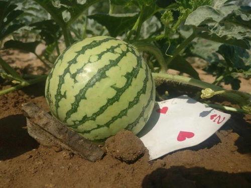 梦里梦到自己吃瓜-第2张图片-国产精品黑料吃瓜网曝