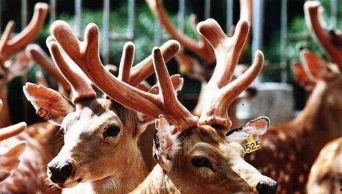 齐鹿吃瓜君,揭秘娱乐圈那些不为人知的幕后故事-第3张图片-国产精品黑料吃瓜网曝