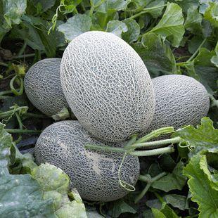 吃瓜网站有哪些 39,一网打尽娱乐圈最新动态-第2张图片-国产精品黑料吃瓜网曝