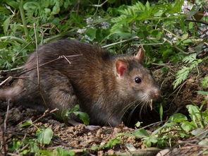 小耗子吃瓜视频-第2张图片-国产精品黑料吃瓜网曝