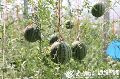 韩城吃瓜视频最新,揭秘娱乐圈最新热点事件-第3张图片-国产精品黑料吃瓜网曝