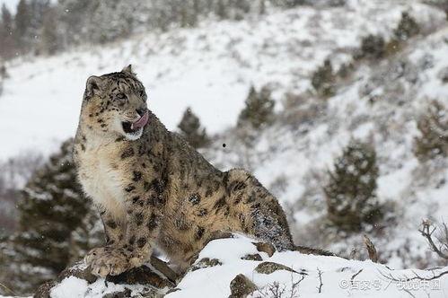 雪豹王瓜怎么吃-第1张图片-国产精品黑料吃瓜网曝