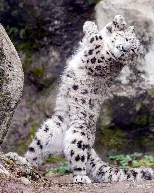 雪豹王瓜怎么吃-第3张图片-国产精品黑料吃瓜网曝