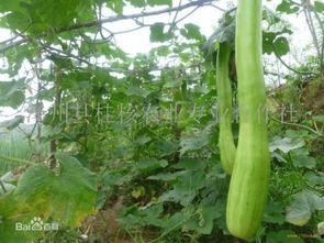 砍瓜咋样吃,从传统到创新，解锁美味新境界-第1张图片-国产精品黑料吃瓜网曝