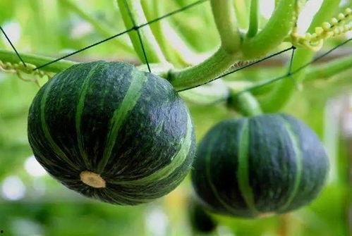 贝贝可以吃的瓜,盘点适合宝贝食用的美味瓜果-第1张图片-国产精品黑料吃瓜网曝