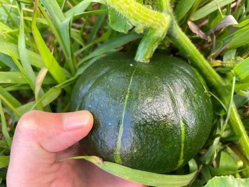 贝贝可以吃的瓜,盘点适合宝贝食用的美味瓜果-第2张图片-国产精品黑料吃瓜网曝