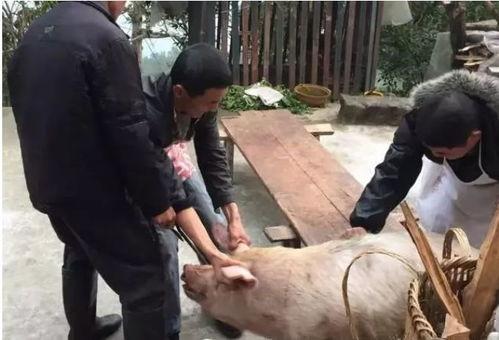 杀猪吃瓜,揭秘农村生活的酸甜苦辣-第1张图片-国产精品黑料吃瓜网曝