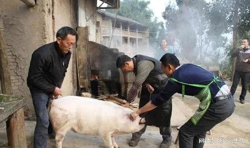 杀猪吃瓜,揭秘农村生活的酸甜苦辣-第3张图片-国产精品黑料吃瓜网曝