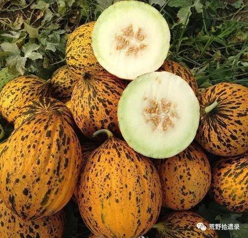 吃瓜香瓜傻瓜哈密瓜-第1张图片-国产精品黑料吃瓜网曝