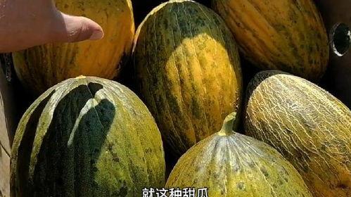 吃瓜香瓜傻瓜哈密瓜-第2张图片-国产精品黑料吃瓜网曝