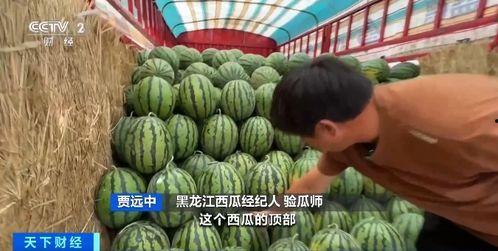 洋县 吃瓜,瓜果飘香，品味田园生活-第3张图片-国产精品黑料吃瓜网曝