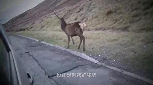 狐獴吃瓜图片,萌态十足-第1张图片-国产精品黑料吃瓜网曝