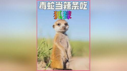 狐獴吃瓜图片,萌态十足-第2张图片-国产精品黑料吃瓜网曝